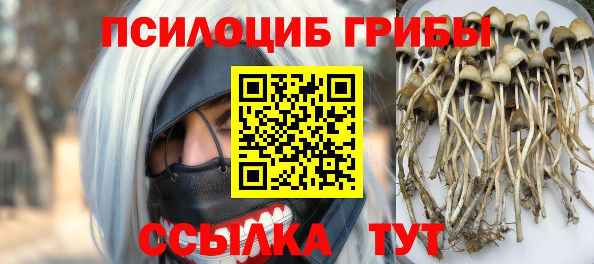 Галлюциногенные грибы Psilocybe  Вход с VPN  Новошахтинск 